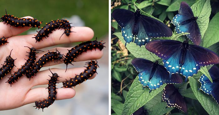One Man Single-Handedly Repopulates Rare Butterfly Species In His Own Backyard