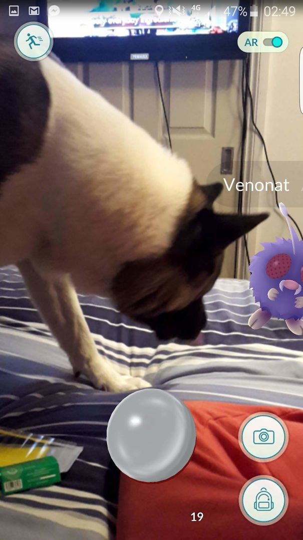 Dog reacting to Venonat in Pokémon Go, suggesting pets can see Pokémon too.