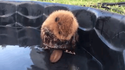 rescue-beaver-tail-orphan-canada-3 rescue-beaver-tail-orphan-canada-3