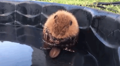rescue-beaver-tail-orphan-canada-4 rescue-beaver-tail-orphan-canada-4