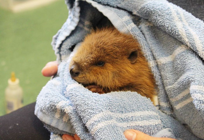 rescue-beaver-tail-orphan-canada-5 rescue-beaver-tail-orphan-canada-5