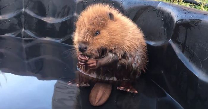 Orphaned Baby Beaver Can’t Even Control His Own Tail And It’s Just Too Cute