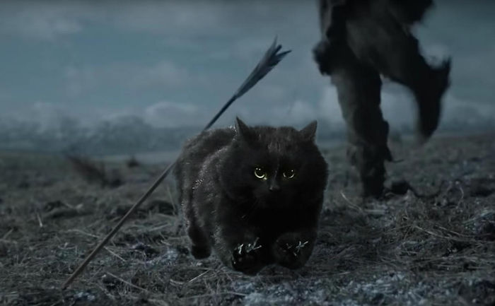 At Least The Cat Zig-zagged