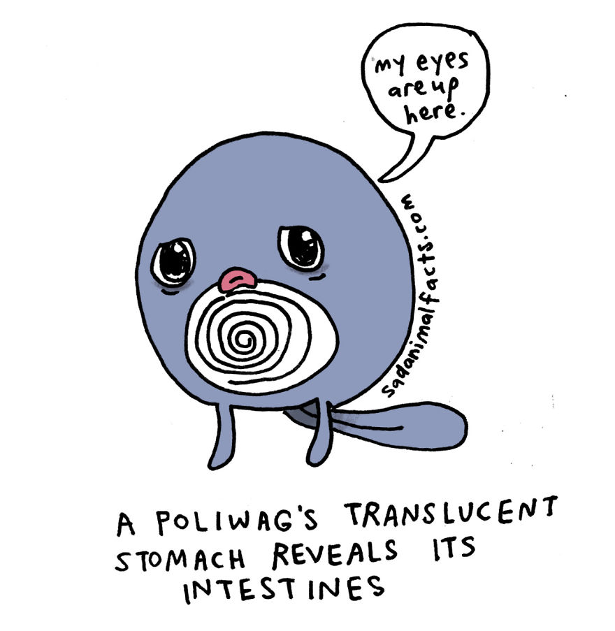 Poliwag illustration showing its translucent stomach with visible intestines.