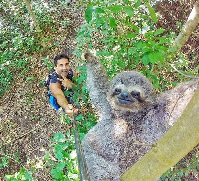 Sloth Selfie A.K.A Slofie