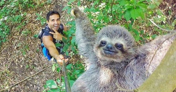 Sloth Selfie A.K.A Slofie