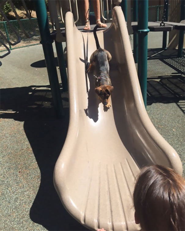 smiling-dog-adopted-nala-california-5