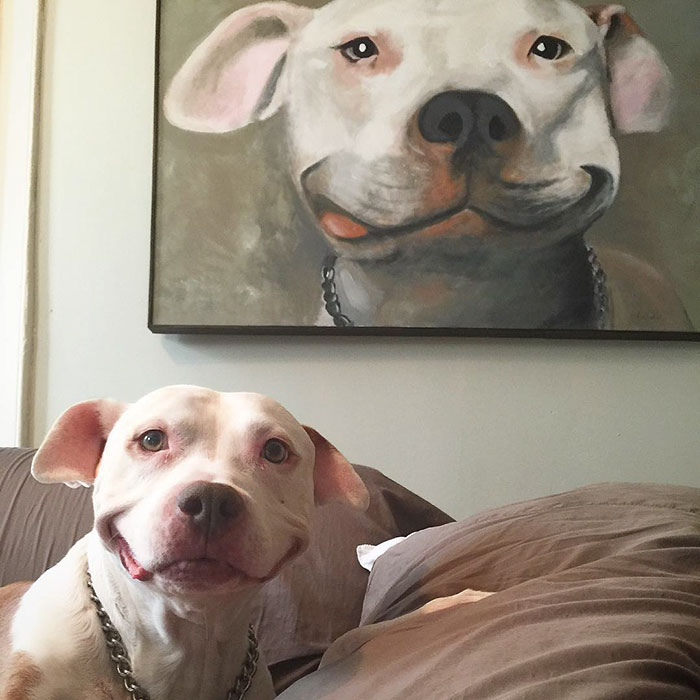 smiling-dog-stray-pit-bull-adopted-brinks-13 smiling-dog-stray-pit-bull-adopted-brinks-13