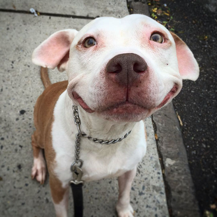 smiling-dog-stray-pit-bull-adopted-brinks-14 smiling-dog-stray-pit-bull-adopted-brinks-14
