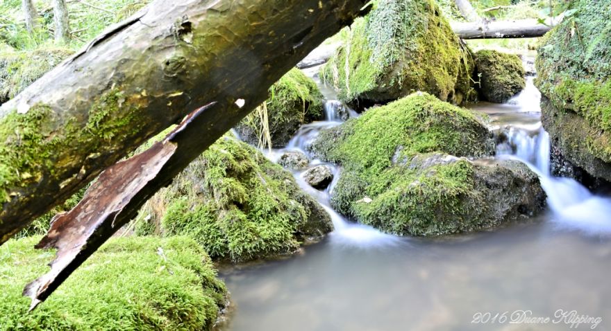 The Return To Mossy Glen