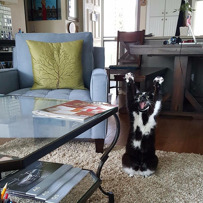 standing-cat-keys-goal-kitty-2 standing-cat-keys-goal-kitty-2