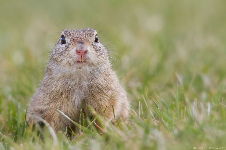 Photographer Captures The Fun Side Of Ground Squirrels