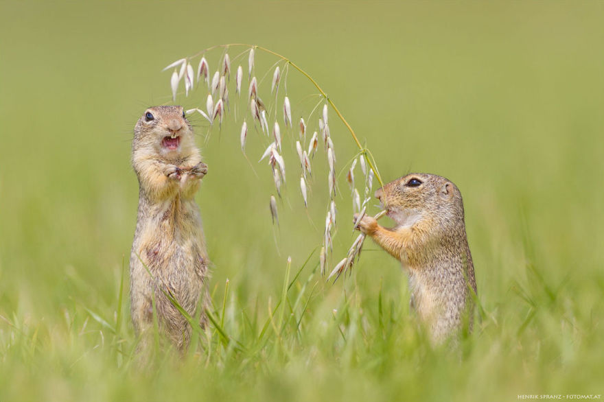 Photographer Captures The Fun Side Of Ground Squirrels