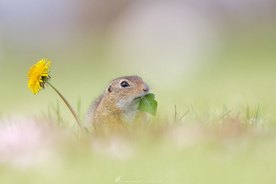Photographer Captures The Fun Side Of Ground Squirrels