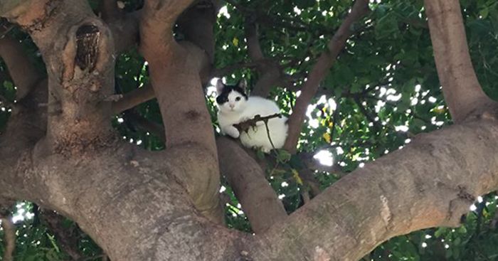 This Cat Looks Like It’s Holding A Tiny Machine Gun (PS Battle)