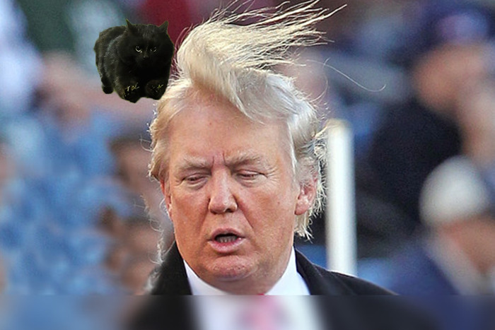 Trumpcat