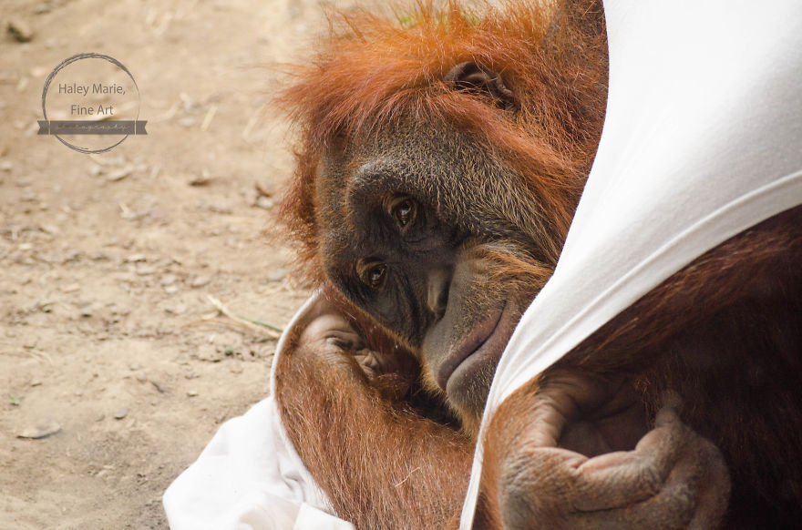 Monkeys, Penguins, And Polar Bears. Oh My!