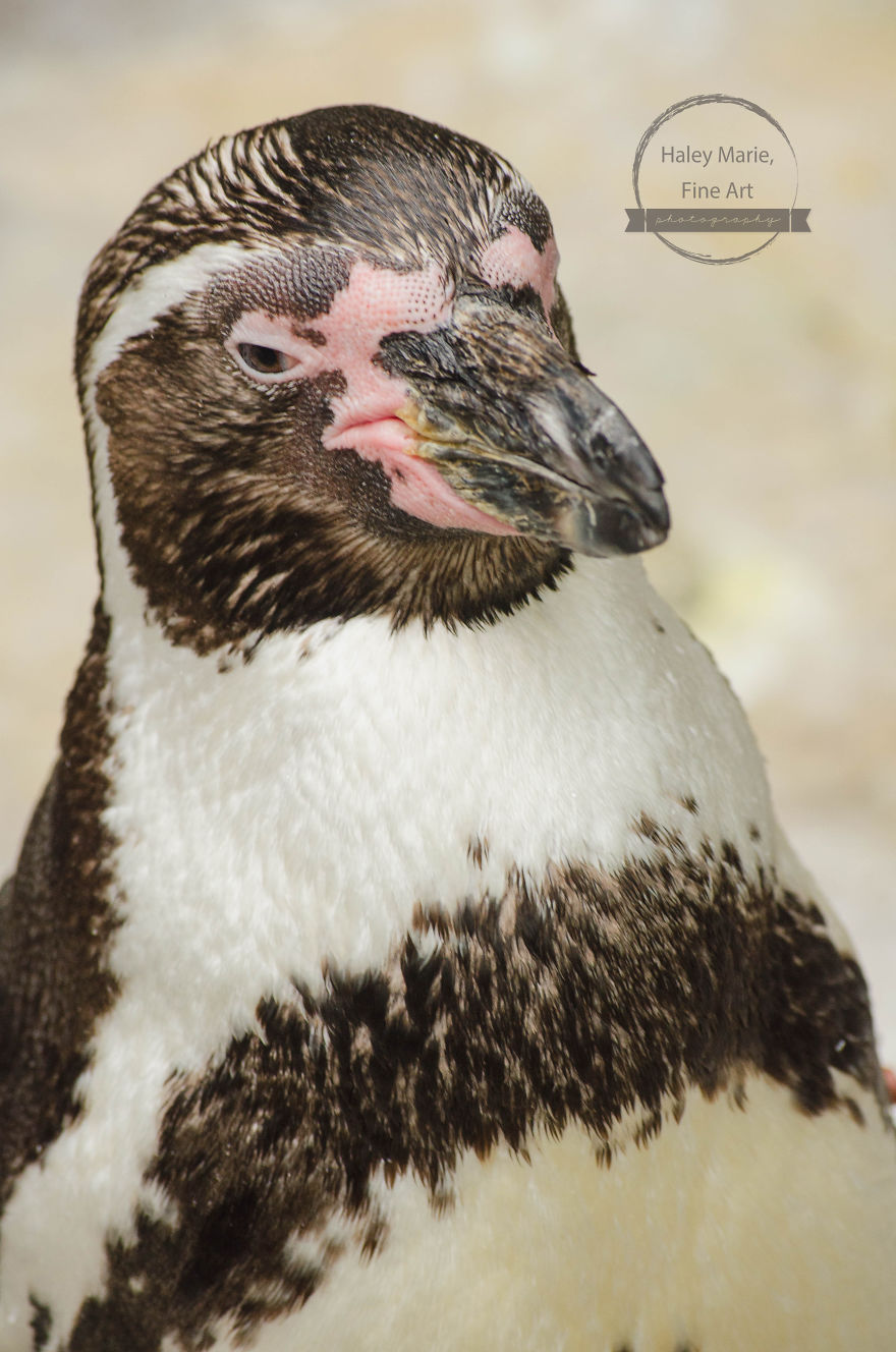 Monkeys, Penguins, And Polar Bears. Oh My! Monkeys, Penguins, And Polar Bears. Oh My!