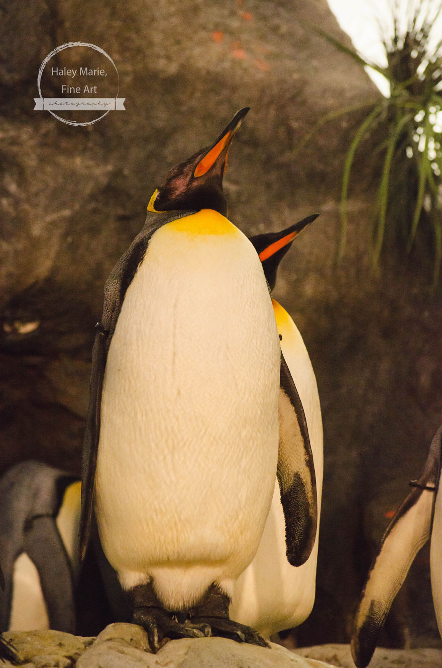 Monkeys, Penguins, And Polar Bears. Oh My! Monkeys, Penguins, And Polar Bears. Oh My!