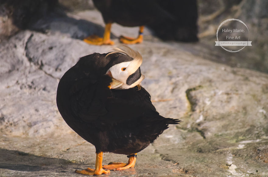 Monkeys, Penguins, And Polar Bears. Oh My! Monkeys, Penguins, And Polar Bears. Oh My!