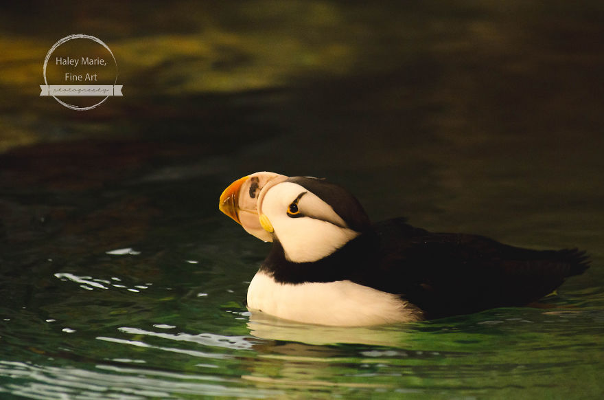 Monkeys, Penguins, And Polar Bears. Oh My!