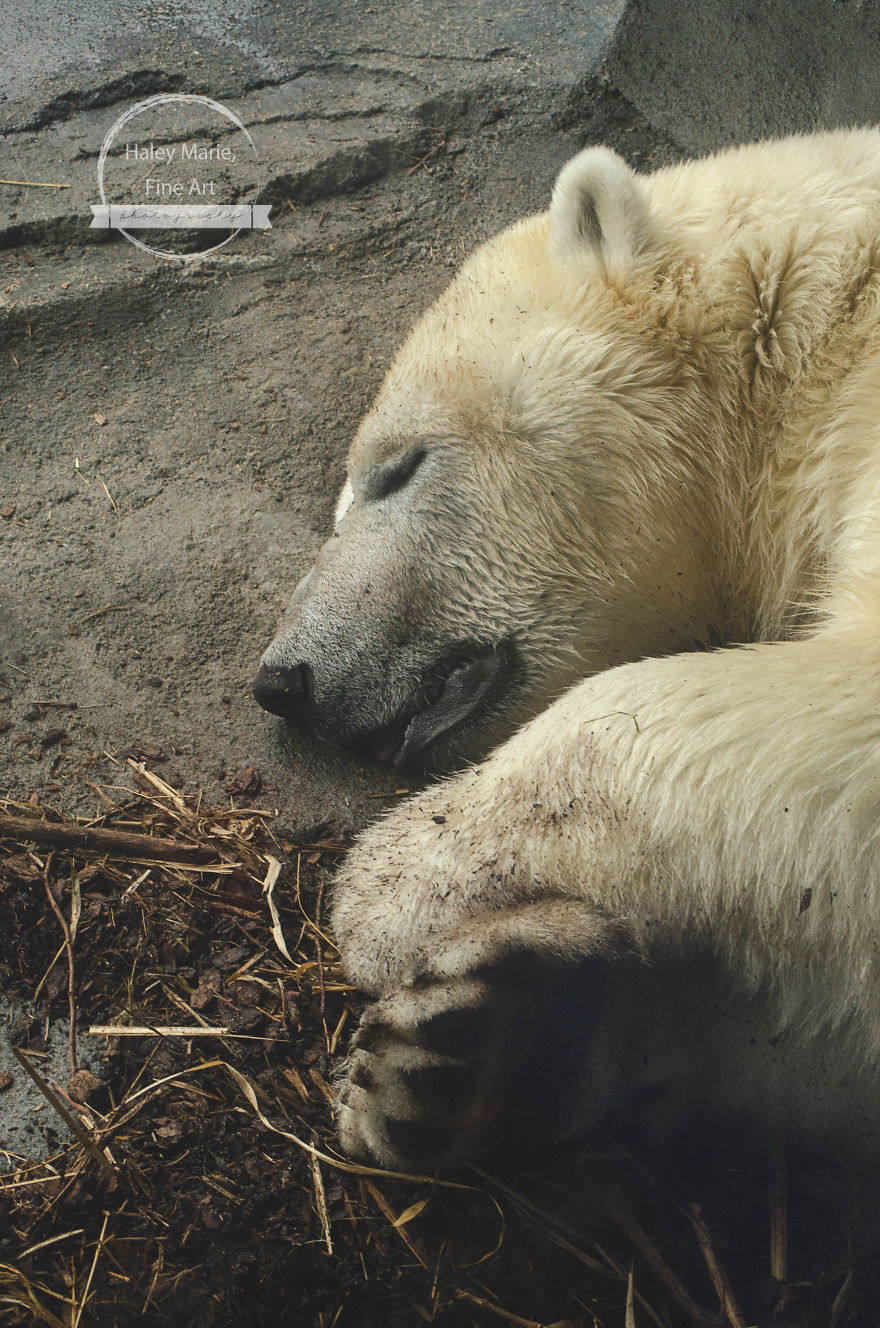 Monkeys, Penguins, And Polar Bears. Oh My! Monkeys, Penguins, And Polar Bears. Oh My!