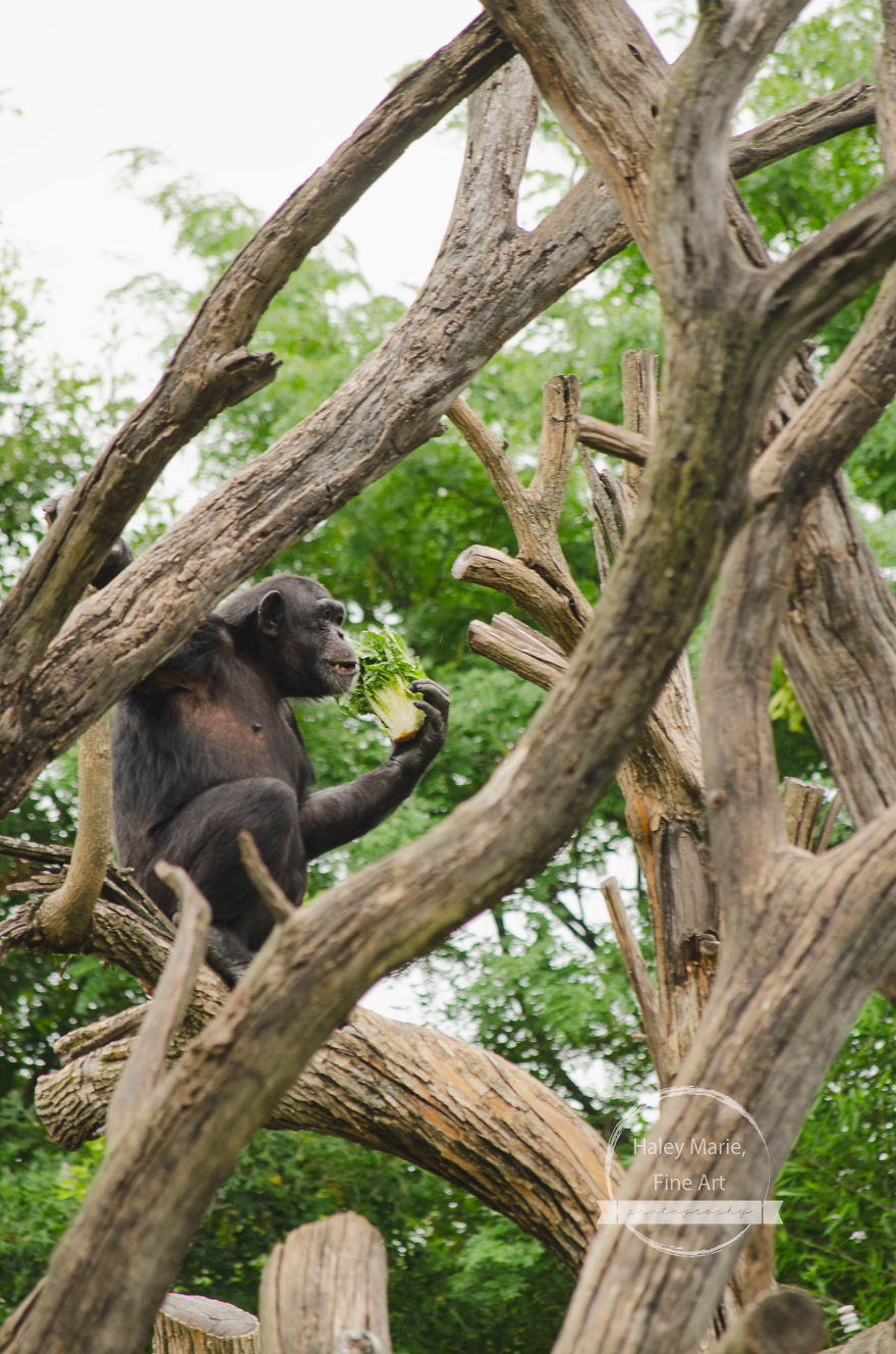 Monkeys, Penguins, And Polar Bears. Oh My! Monkeys, Penguins, And Polar Bears. Oh My!