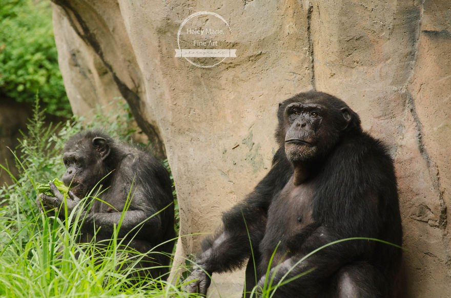 Monkeys, Penguins, And Polar Bears. Oh My! Monkeys, Penguins, And Polar Bears. Oh My!