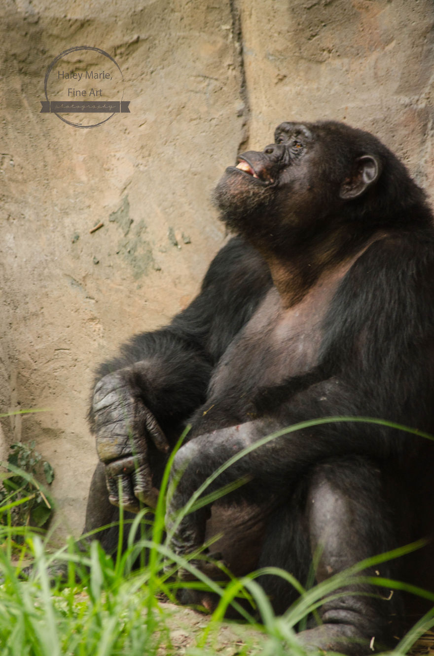 Monkeys, Penguins, And Polar Bears. Oh My! Monkeys, Penguins, And Polar Bears. Oh My!