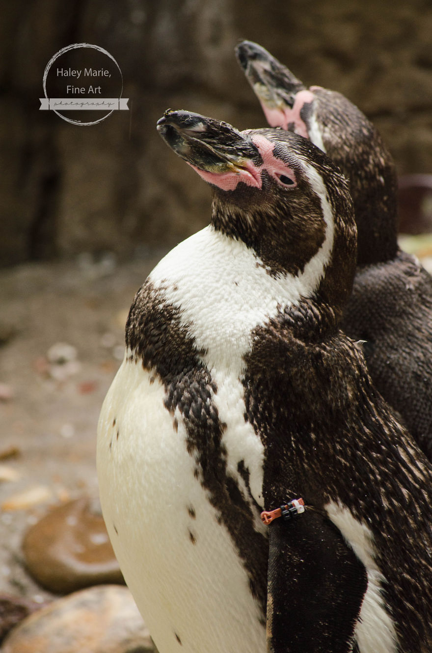 Monkeys, Penguins, And Polar Bears. Oh My! Monkeys, Penguins, And Polar Bears. Oh My!