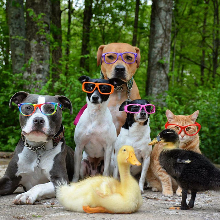 unusual-animal-friendship-dogs-cat-ducks-kasey-and-her-pack-15a unusual-animal-friendship-dogs-cat-ducks-kasey-and-her-pack-15a