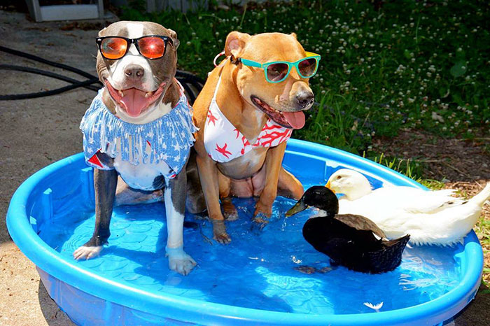 unusual-animal-friendship-dogs-cat-ducks-kasey-and-her-pack-27 unusual-animal-friendship-dogs-cat-ducks-kasey-and-her-pack-27