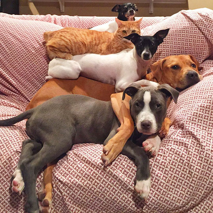 unusual-animal-friendship-dogs-cat-ducks-kasey-and-her-pack-38 unusual-animal-friendship-dogs-cat-ducks-kasey-and-her-pack-38