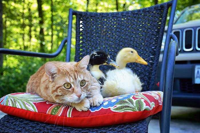 unusual-animal-friendship-dogs-cat-ducks-kasey-and-her-pack-46 unusual-animal-friendship-dogs-cat-ducks-kasey-and-her-pack-46