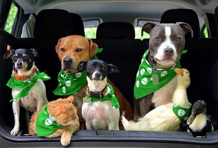 unusual-animal-friendship-dogs-cat-ducks-kasey-and-her-pack-5a