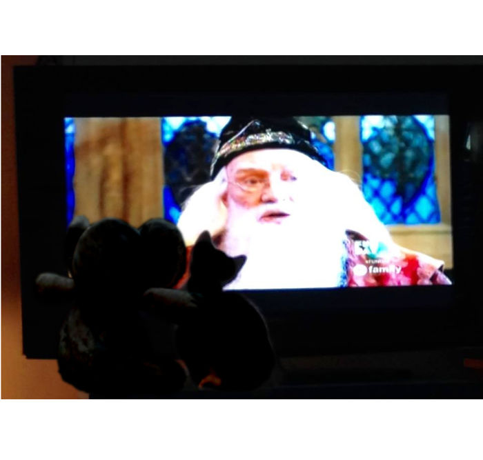 Watching A Great Movie With Jasper, A New Kitten Friend