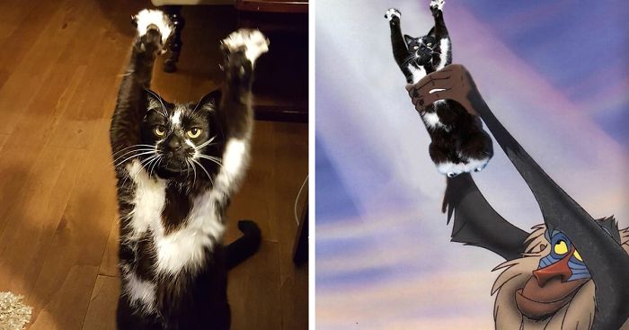 Photoshop The Real Reason Why This Cat Stands On Its Legs With Paws Up