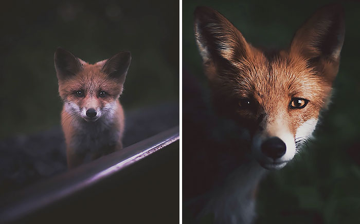 Photographer Captures The Soul Of The Forest With His Unbelievably Intimate Animal Shots