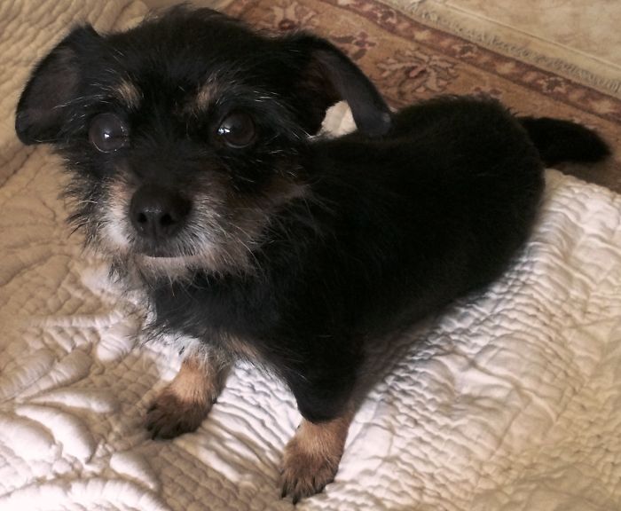 From Puppy Mill To Loving Home- Karma Now Has Her Permanent Home.