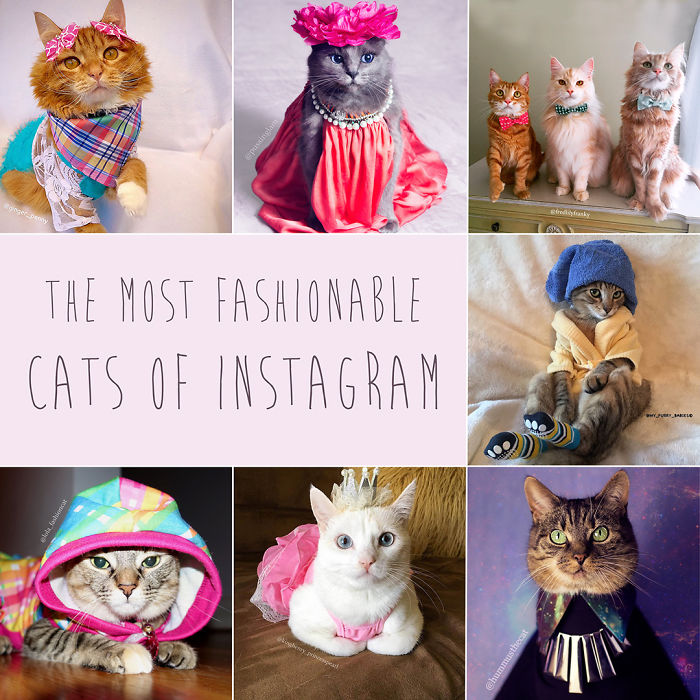 7 Fashionable Cats You Have To Follow On Instagram