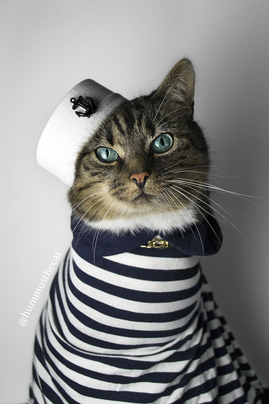 7 Fashionable Cats You Have To Follow On Instagram