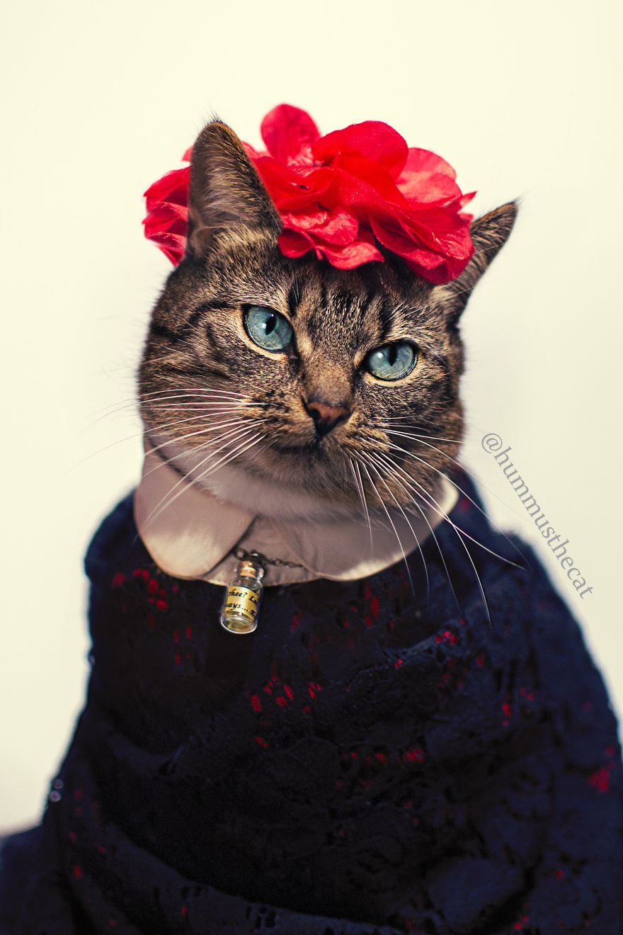 7 Fashionable Cats You Have To Follow On Instagram