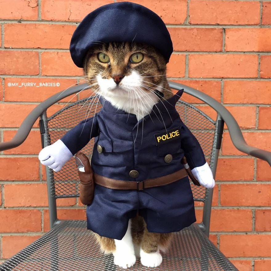7 Fashionable Cats You Have To Follow On Instagram