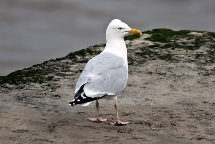 Top 10 Most Dangerous Birds In The World Top 10 Most Dangerous Birds In The World
