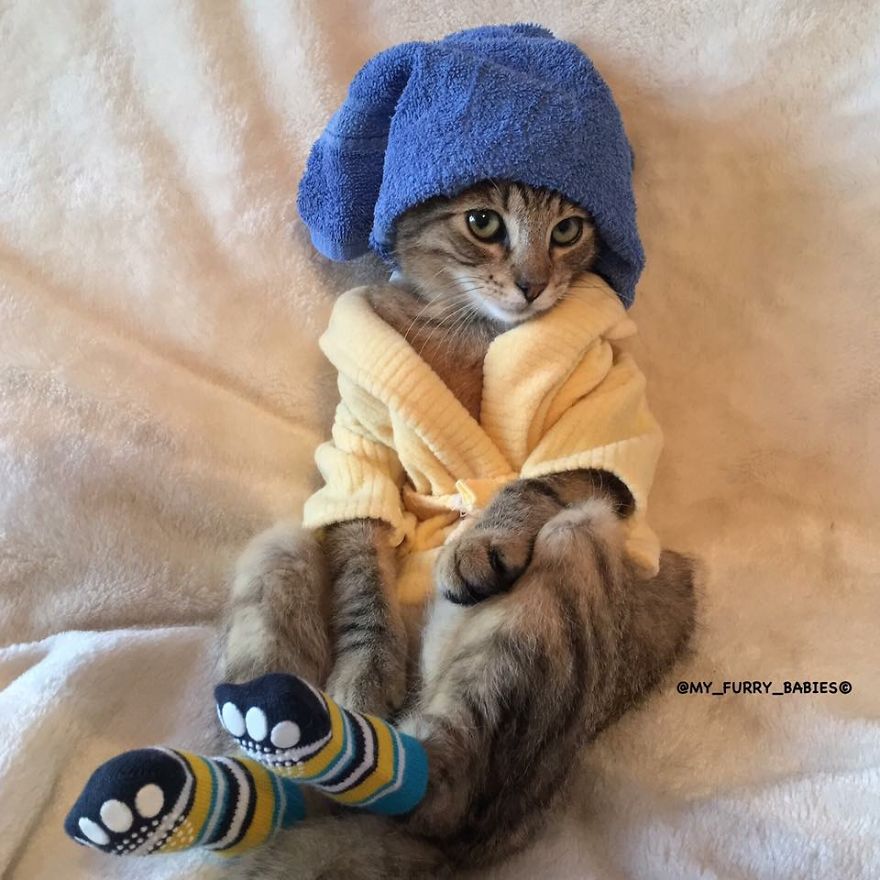 7 Fashionable Cats You Have To Follow On Instagram