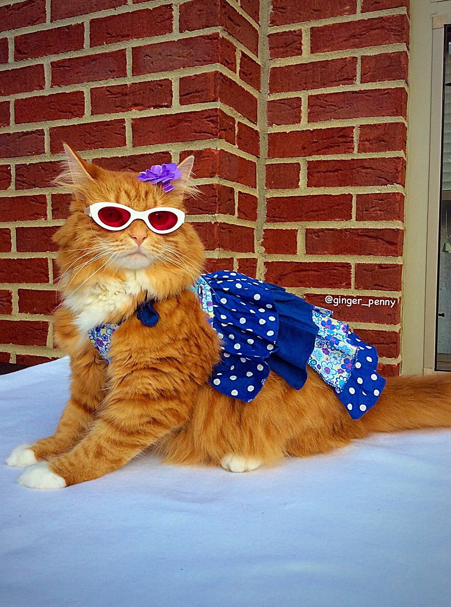 7 Fashionable Cats You Have To Follow On Instagram 7 Fashionable Cats You Have To Follow On Instagram