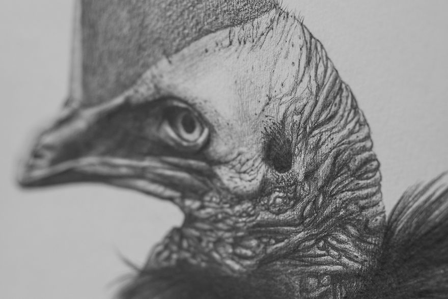 I Drew Some Distorted Animal Portraits I Drew Some Distorted Animal Portraits