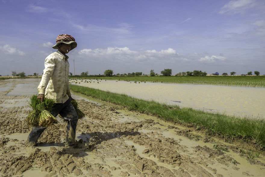 Agriculture Is The Ancient Culture Of Cambodia