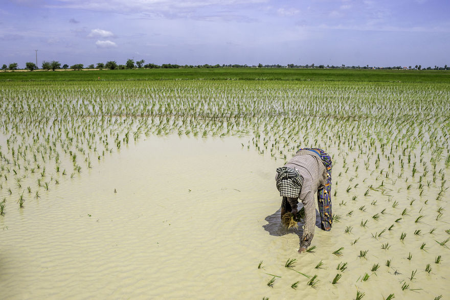 Agriculture Is The Ancient Culture Of Cambodia Agriculture Is The Ancient Culture Of Cambodia