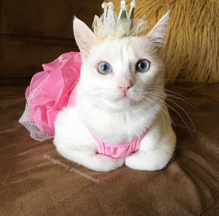 7 Fashionable Cats You Have To Follow On Instagram 7 Fashionable Cats You Have To Follow On Instagram
